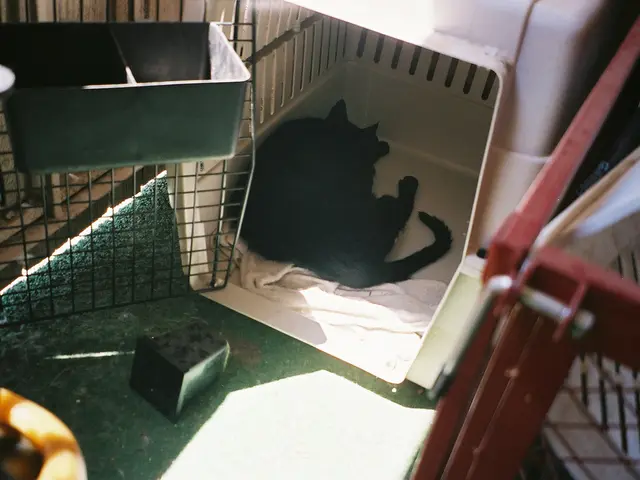 Experiencing Skin Yeast Infections in Your Dog? Explore Practical Treatments Immediately!