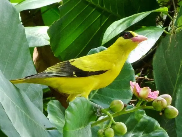 Behind the noses of our feathered friends, a fascinating discovery: similar scent profiles among...