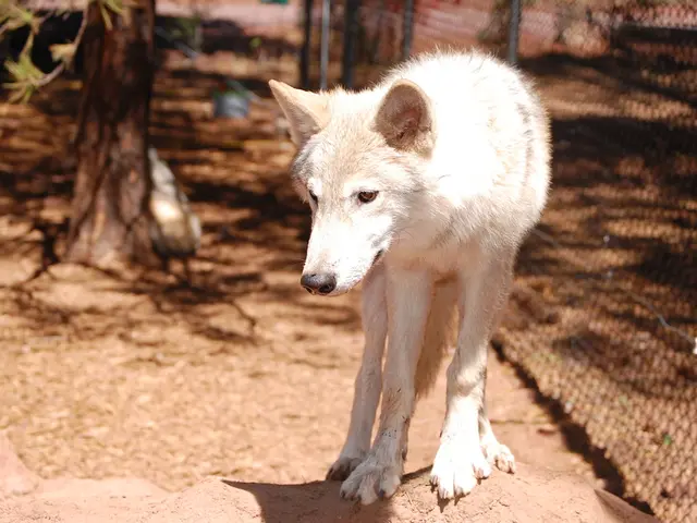 Alarm Raised by Supreme Court over Canine-Transmitted Rabies Fatalities