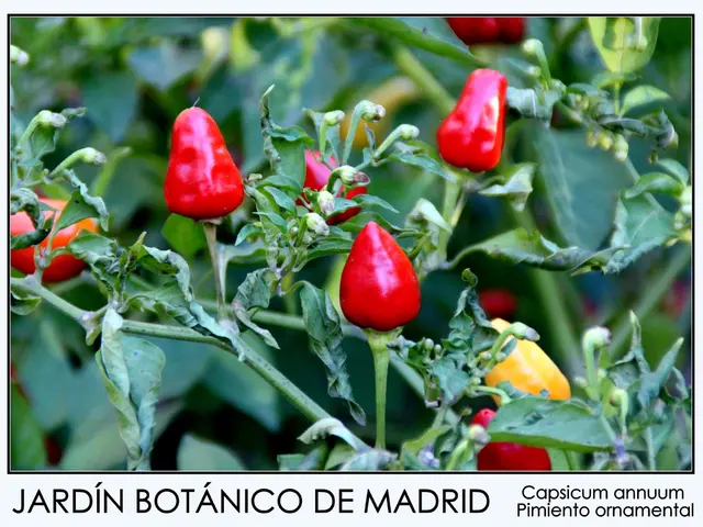 Peppercorns boast numerous health benefits.