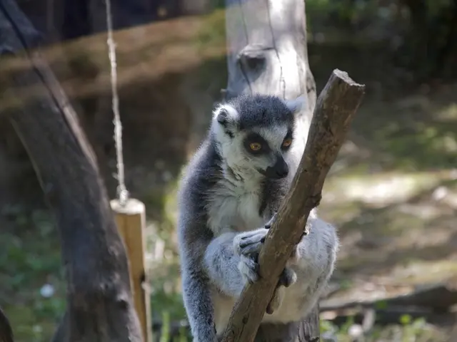 Debate over Protein Sources: Animal Protein versus Plant-Based Protein - Which is Superior?