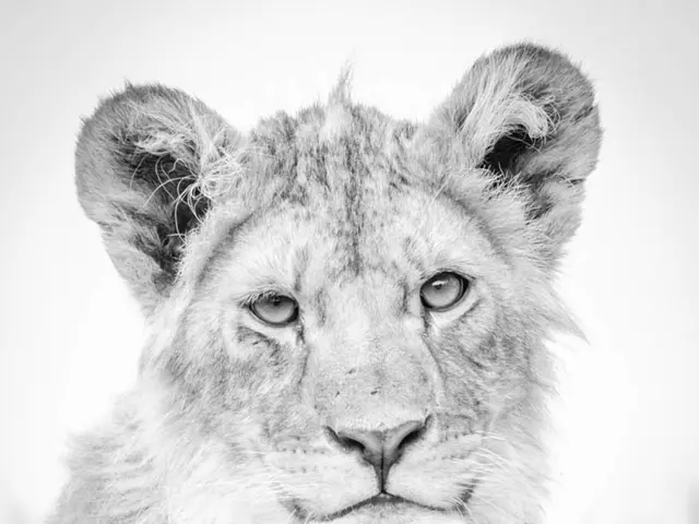 "Is the leopard known as 'White Tiger' found in Upper Palatinate?"