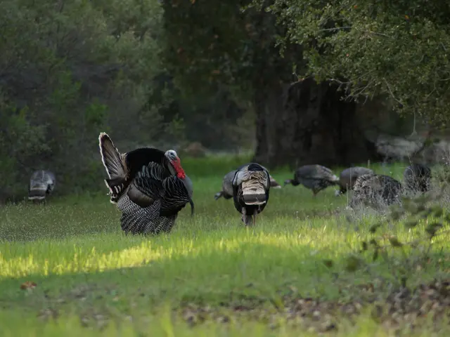 Misfortune strikes Peter Wollny in Turkey as he experiences a grave accident.