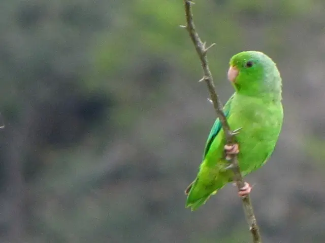 Sturdy defense strategy of the Iberian Ribbed Newt could be the most metal in the world