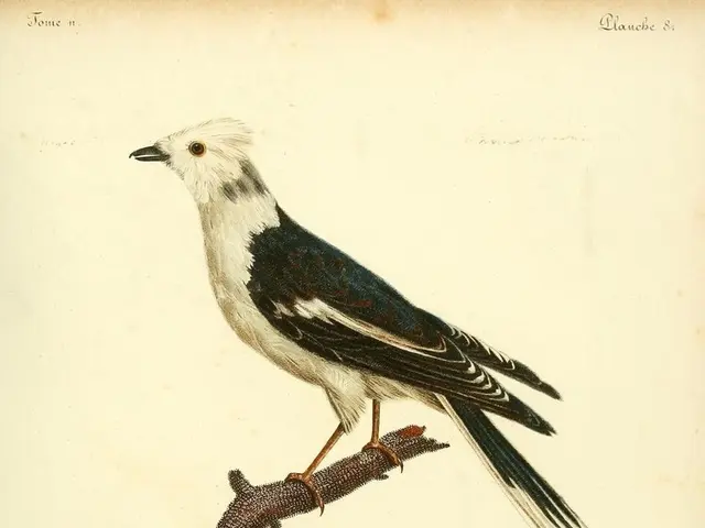 Daily Observation of Birds May Extend Lifespan?