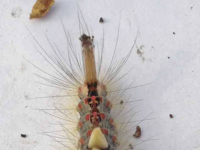 Researchers in Japan Discover Cells Linked to Inflammation Reduction in Lungs