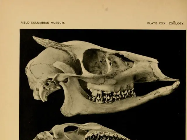 Genetic Anomalies and Their Influence on Brain Aging Over Time