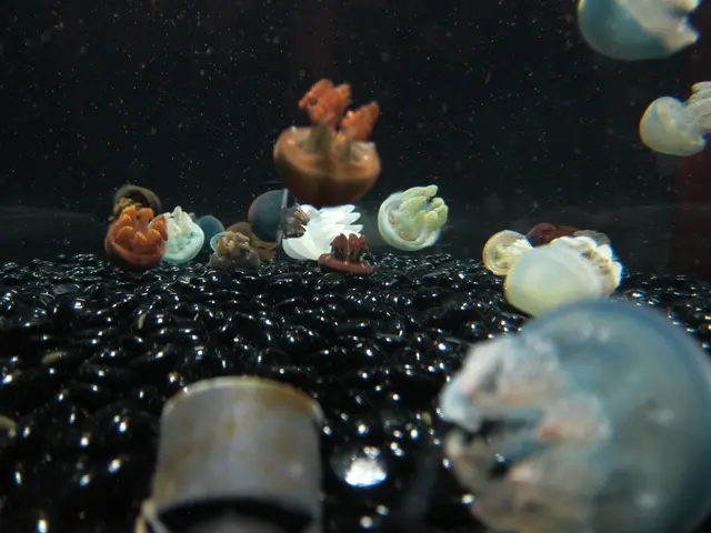 Expanding jellyfish numbers at Delaware beaches cause discomfort among bathers