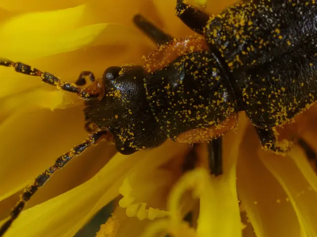 Solar Skin Irritation: Its Characteristics, Signs, Roots, and Remedies