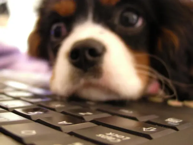 Canines Suffer from Skin Imperfections, Known as Pimples?