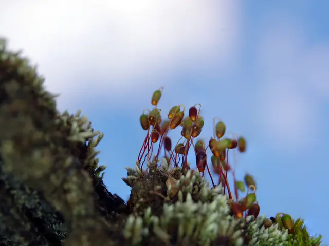 NASA Devises strategy to sustain operation of malfunctioning Hubble Space Telescope