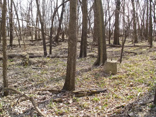 European forests' carbon sequestration capacity lowering, is a turnaround feasible?