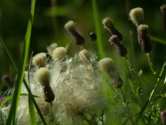 Destroy Nematodes: Preserve Your Soil, Protect Your Crops