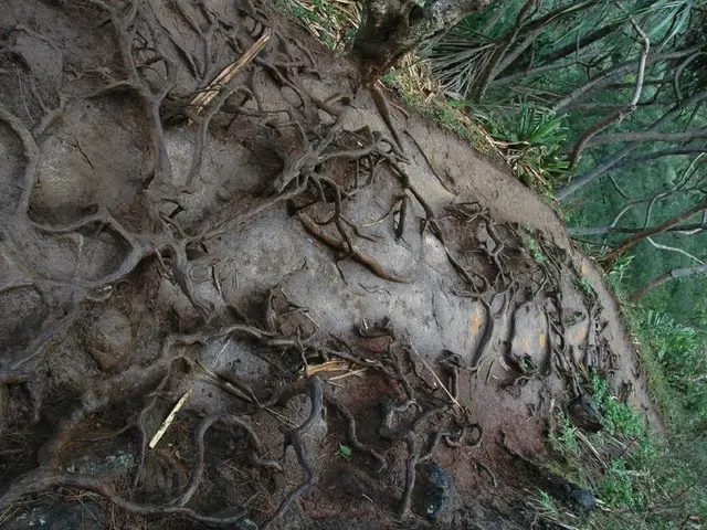 Destructive Root and Crown Rot of Fruit Trees by Phytophthora Species