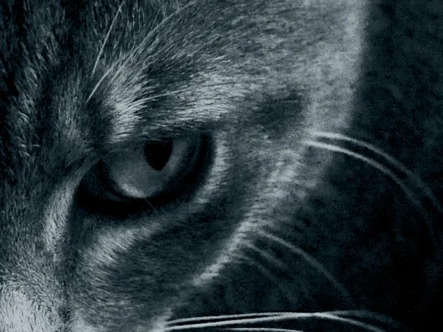 Article Title: Insights Into Canine Eyelids: Common Issues and Facts