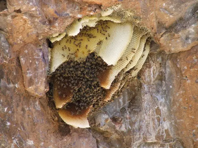 Natural Remedies for Hives: Exploring Various Herbs, Home Cures, and Conventional Therapies