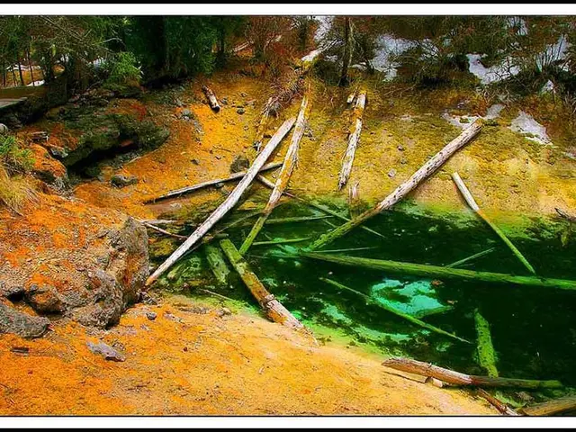 Enhanced Neuroplasticity Observed with Maritime Pine Bark Extract (MPBE)