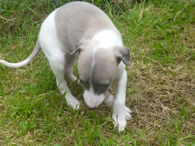 What temperature becomes unsafe for taking your canine companion for a stroll?