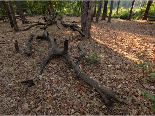 Nitrogen rise drives growth modifications in coniferous trees