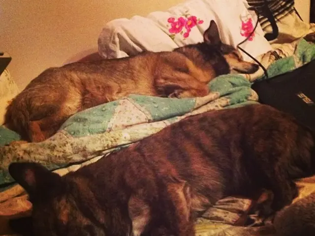 Stray canines in New Delhi's urban areas must be relocated by India's supreme court's decree.