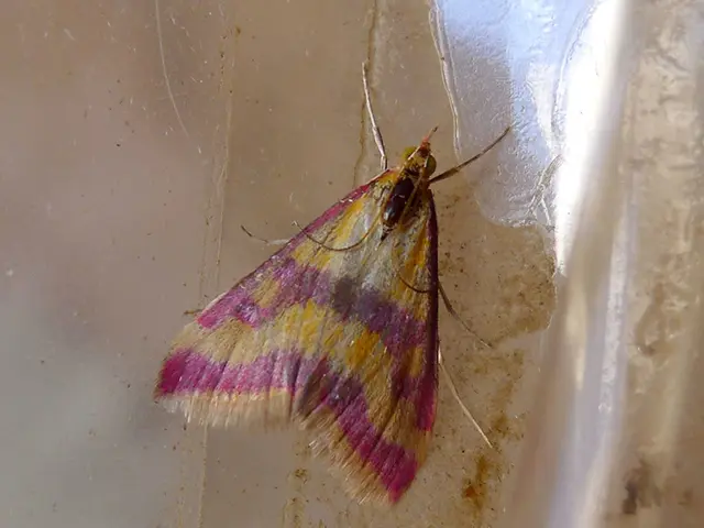 The duration over which rotavirus remains dormant before showing symptoms is referred to as its...