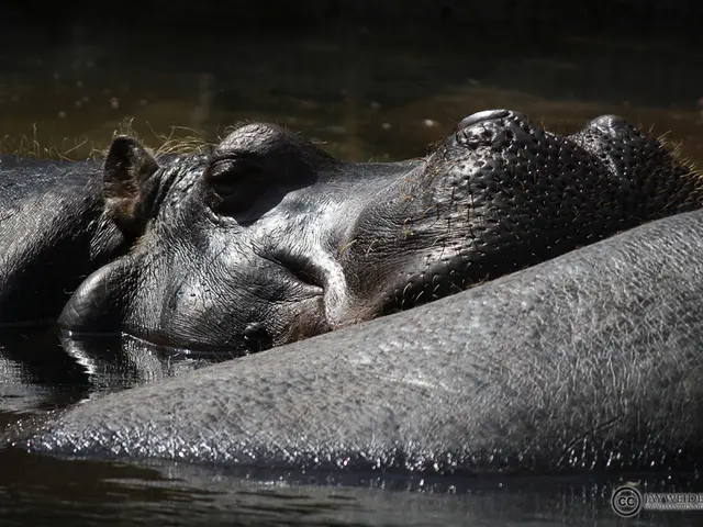 Surgical repair of the hip labrum: Understanding the recovery process, potential complications, and...