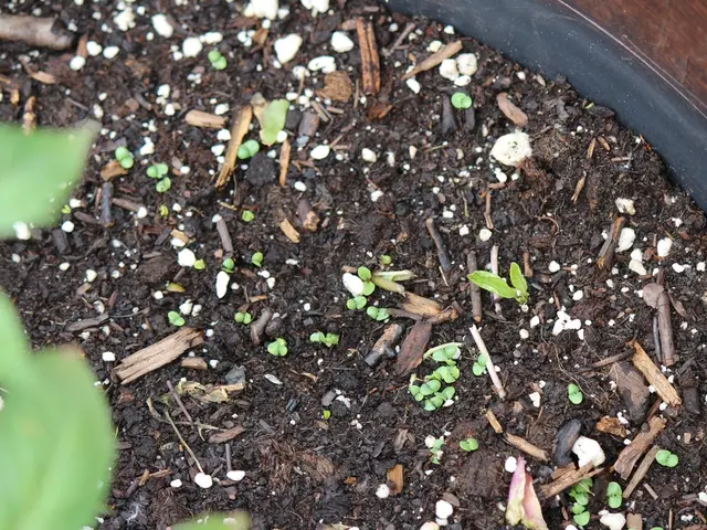 Uncovering the Keys to Prosperous Gardening: Unveiling the Hidden Techniques for Clay Soil...