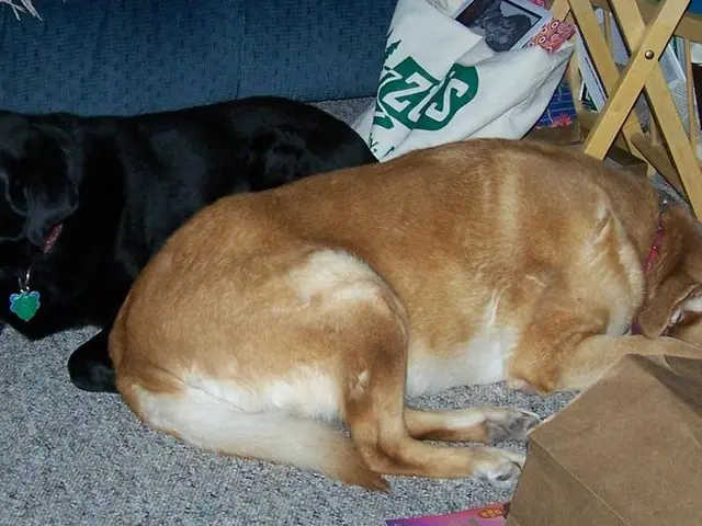 Is it Possible for Dogs to Suffer from Allergies?