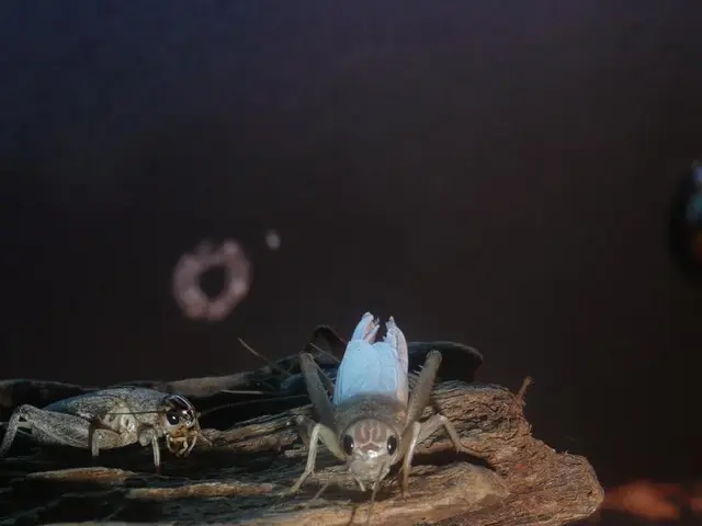 Düsseldorf welcomes the start of the Oak Processionary Caterpillar season