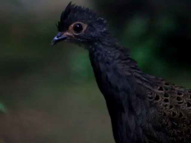 The Insightful Exploration of Bird Mating: Revealing the Unique Reproduction Methods of Aviary...