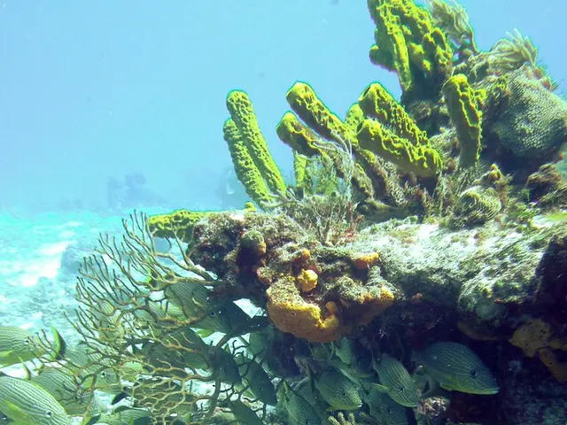 Unlawful Fishing in Marine Sanctuaries Traced: Satellites and Artificial Intelligence Indicate Most...