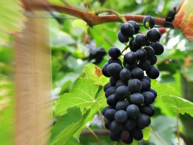Fungal Decay Afflicting Grape Crops: Grape Black Rot