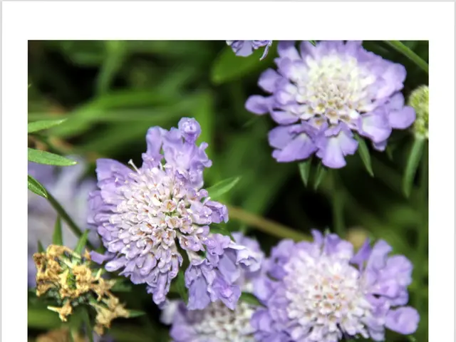 Cost of Jakafi in 2025: Discounts and Additional Benefits