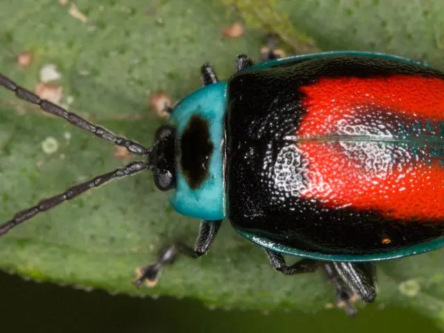 Encounters of menacing insects and clashing antelope herds