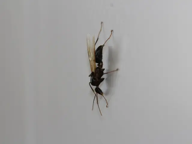 Sighting of Asian Hornet in Cork, Ireland issues alert