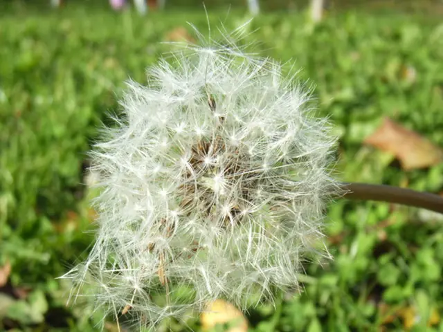 Dandelions may potentially serve as a future source for rubber production.