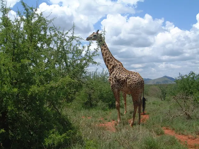 Despite some unexpected twists, a giraffe has mastered the skill of using an inhaler for its own...