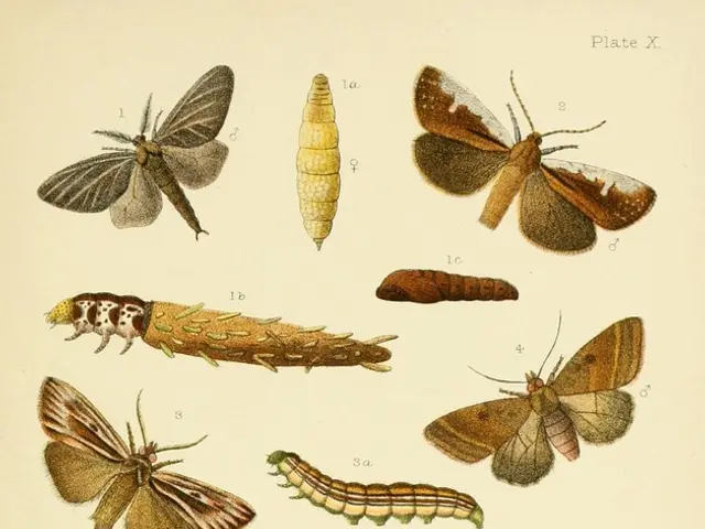 Mysterious Dial Tone Emanating from Insect Species