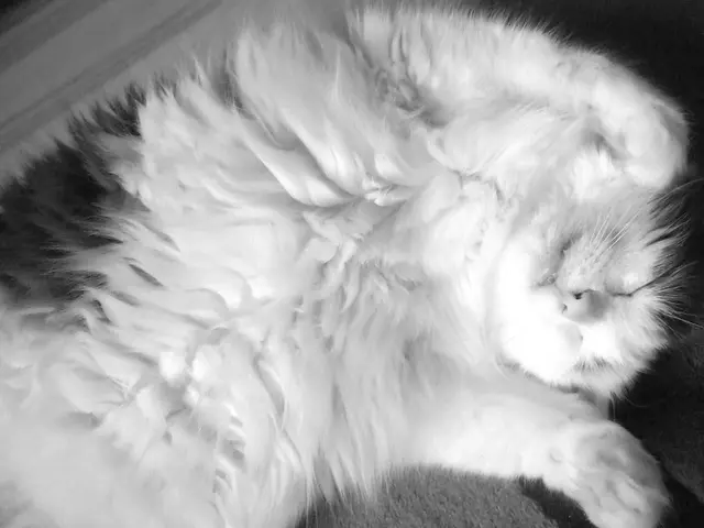 Excessive Feline Snoozing: Is Sleeping Pattern More Pronounced in Younger Cats?