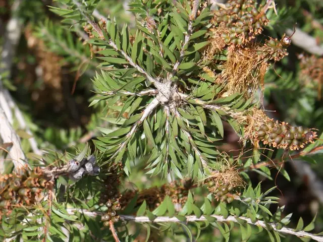 Sure, it's safe for individuals with diabetes to consume mangoes, bananas, grapes, and melons,...