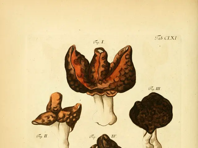 Benefits of Psychedelic Mushrooms: Applications, Dangers, and Safety Measures