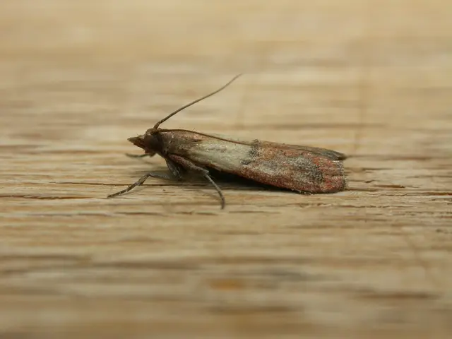 Unforeseen Health Crisis in Kerala, India: Dramatic Spike in Cases of the Deadly 'Brain-Eating'...