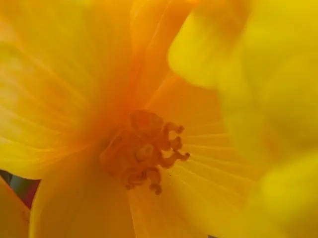 Pollen Dispersal by Ambrosia Corporation Today