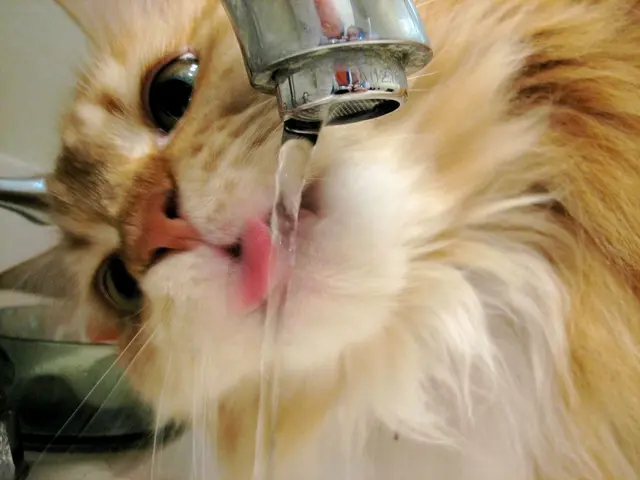 City Council of New York proposes legislation to eliminate fluoride in potable water supply