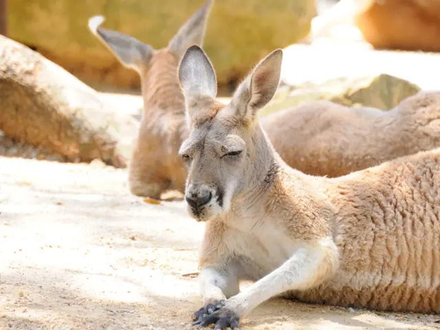 Autumn Deer Collisions: Explaining Why Montana Experiences Peak Risk during Fall Season