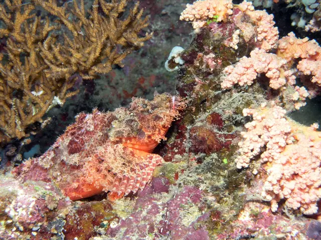 Worldwide Interest in Seaweed and Its Financial Consequences