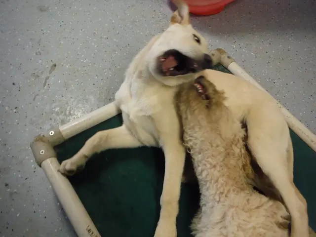 Breeds of Dogs Prone to Separation Anxiety