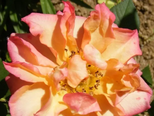 Opening on Patent Foramen Ovale: Understanding Signs, Identification Methods, and Remedies