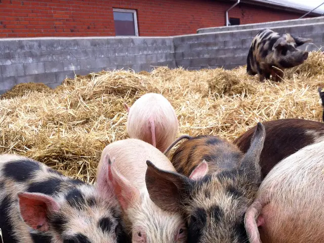 Pigs in poor health: Steinfurt County authorities face legal proceedings
