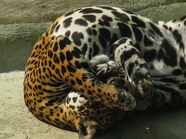 In this image we can see a wild animal on the ground.